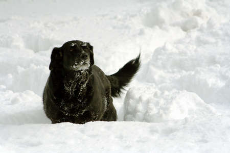 Black labrador dog outdoors in deep snowの写真素材