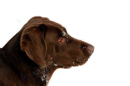 Close up of chocolate labradorの写真素材