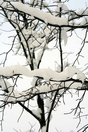 Abstract of snow covered branchesの写真素材