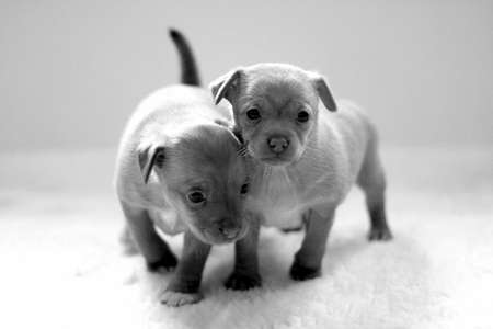 Two adorable Chihuahua puppiesの写真素材