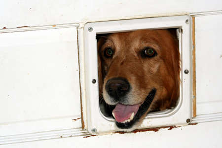 Golden Retriever with head through doggy doorの写真素材