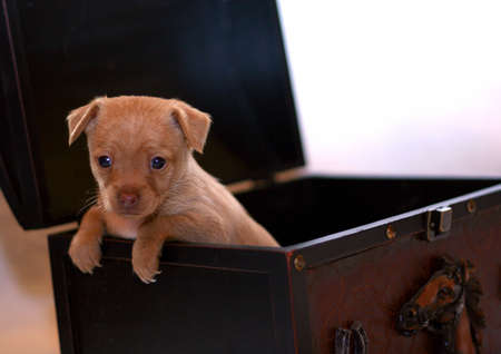 Chihuahua puppy in a boxの写真素材