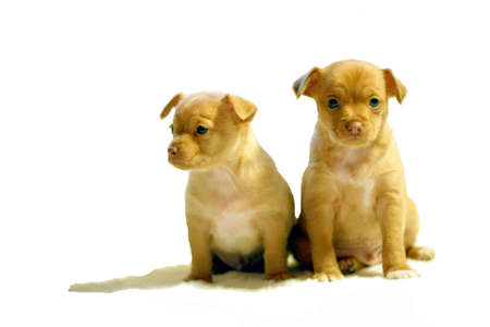 Two adorable chihuahua puppies isolated on whiteの写真素材