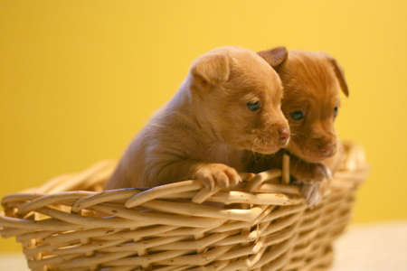 Two Chihuahua puppies in wicker basketの写真素材