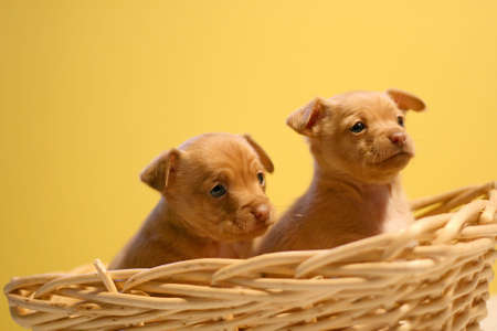Two chihuahua puppies in wicker basketの写真素材