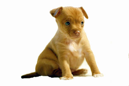 Adorable Chihuahua puppy isolated on whiteの写真素材