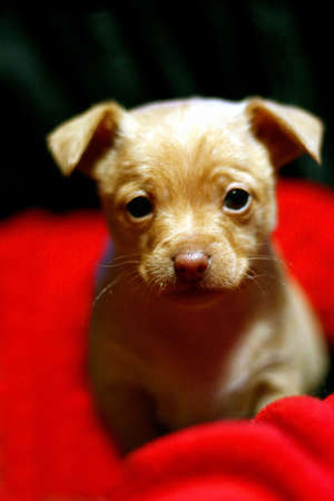Close up of adorable Chihuahua puppyの写真素材