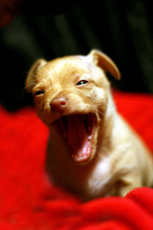 Adorable Chihuahua puppy with big yawnの写真素材