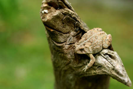 Toad on a treeの写真素材