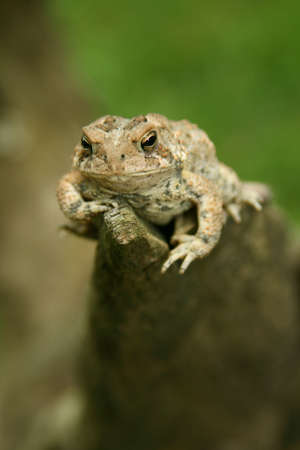 Cute little toad sitting on branchの写真素材