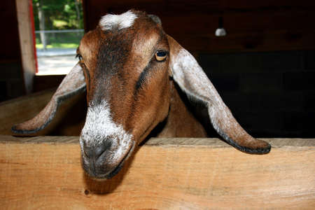 Close up of cute little goat behind fenceの写真素材
