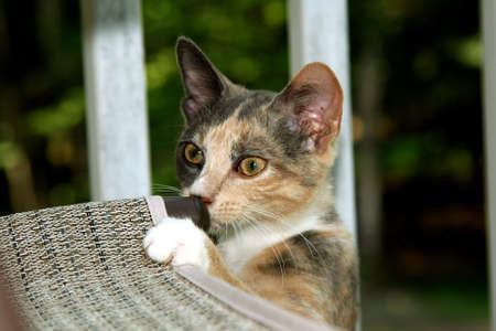 Calico kitten being curious and mishieviousの写真素材