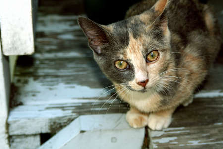 Calico kitten with gold eyes outdoors on deckの写真素材