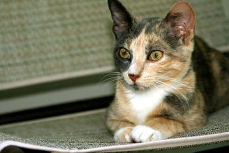 Kitten relaxing on chair outdoorsの写真素材
