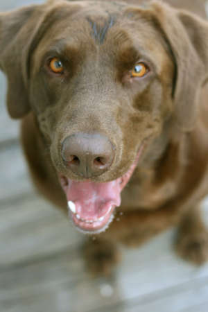 Close up of Chocolate Labrador の写真素材