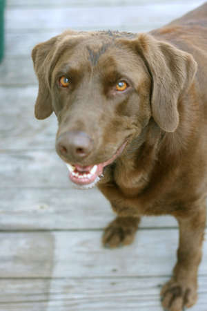 Chocolate Labrador Close Upの写真素材