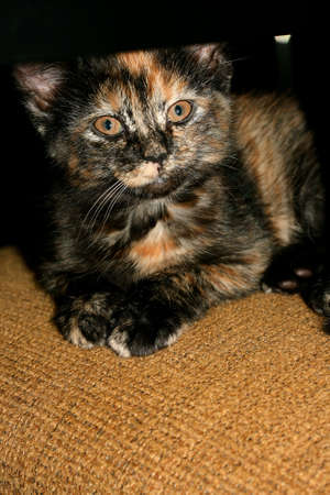 Funny Kittenの写真素材