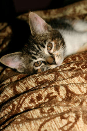 Calico kittenの写真素材