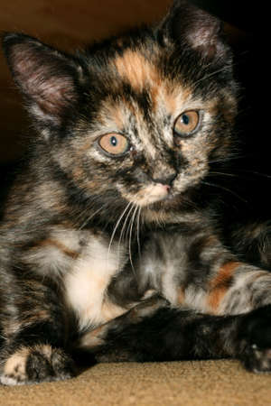 Sweet Kittyの写真素材