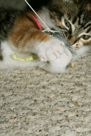 Cat and Toyの写真素材