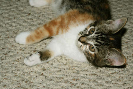 Kitty Catの写真素材