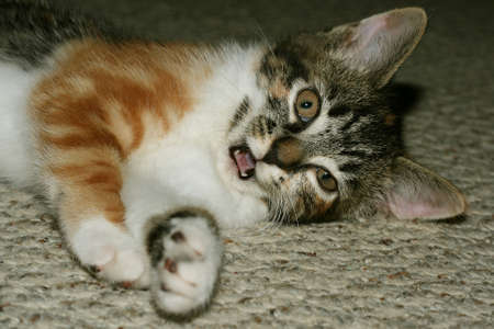 Crazy Catの写真素材