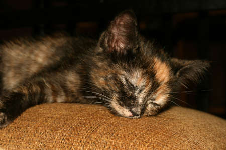 Sleepy Kitten 2の写真素材