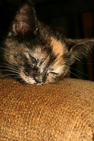 Sleepy Catの写真素材