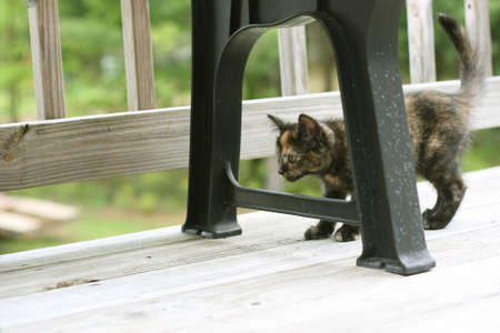 Cat on deckの写真素材