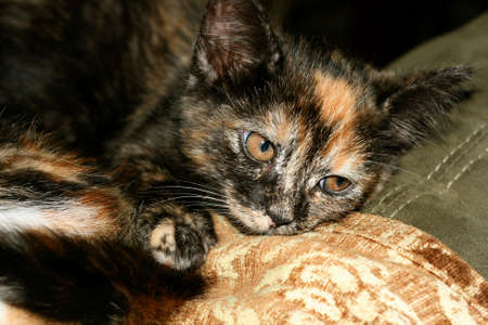 Silly Kittenの写真素材