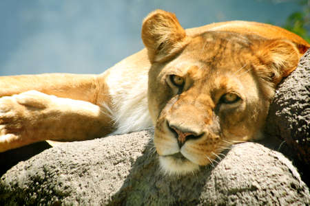 Resting Female Lionの写真素材