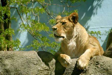 Female Lion on Rocksの写真素材
