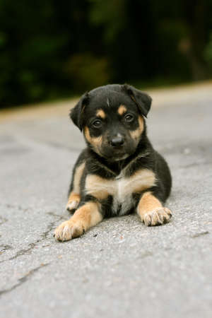 puppy laying in roadの写真素材