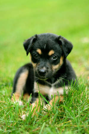 puppy in grassの写真素材