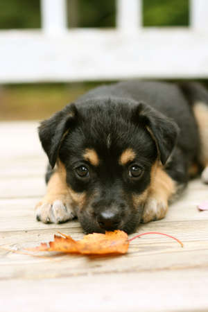 Sweet little puppy restingの写真素材