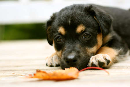 Tired puppy outdoors on deckの写真素材