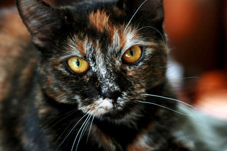 Cute Cat with gold eyes