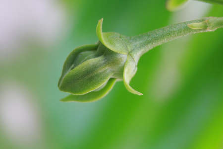 Flower leavesの写真素材