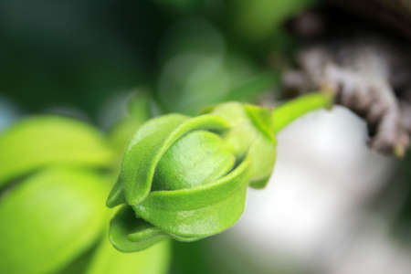 Flower leavesの写真素材