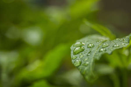 Droplets, leavesの写真素材