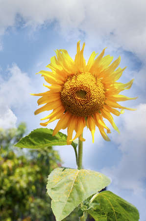 Beautiful sunflowers の写真素材
