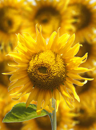 Beautiful sunflower in frameの写真素材