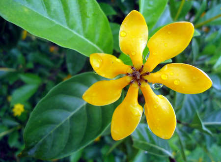 Yellow flower and water dropsの写真素材