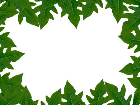 The leaves of Frame papaya leavesの写真素材