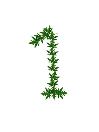 Number 1 of green leavesの写真素材
