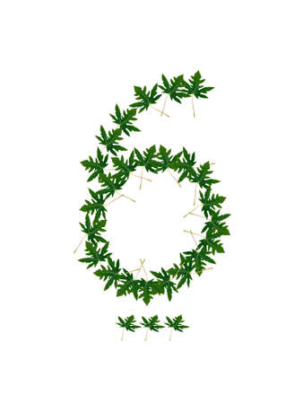 Number 6 of green leavesの写真素材