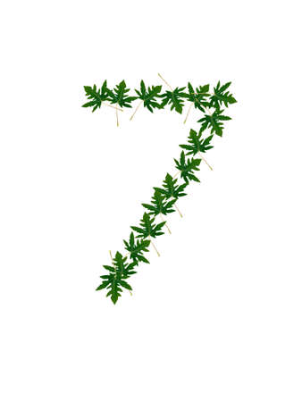 Number 7 of green leavesの写真素材
