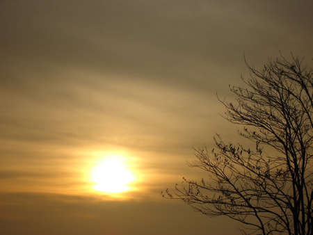 Silhouette tree sunsetの写真素材