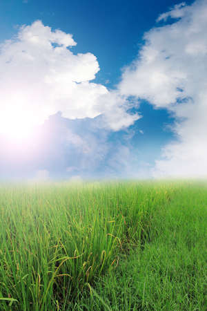Meadow and beautiful skyの写真素材