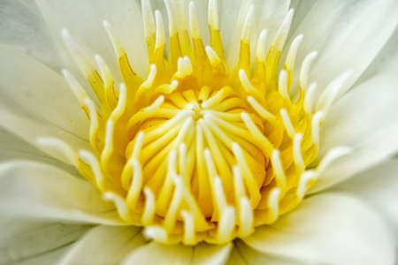 lotus,Beautifulの写真素材